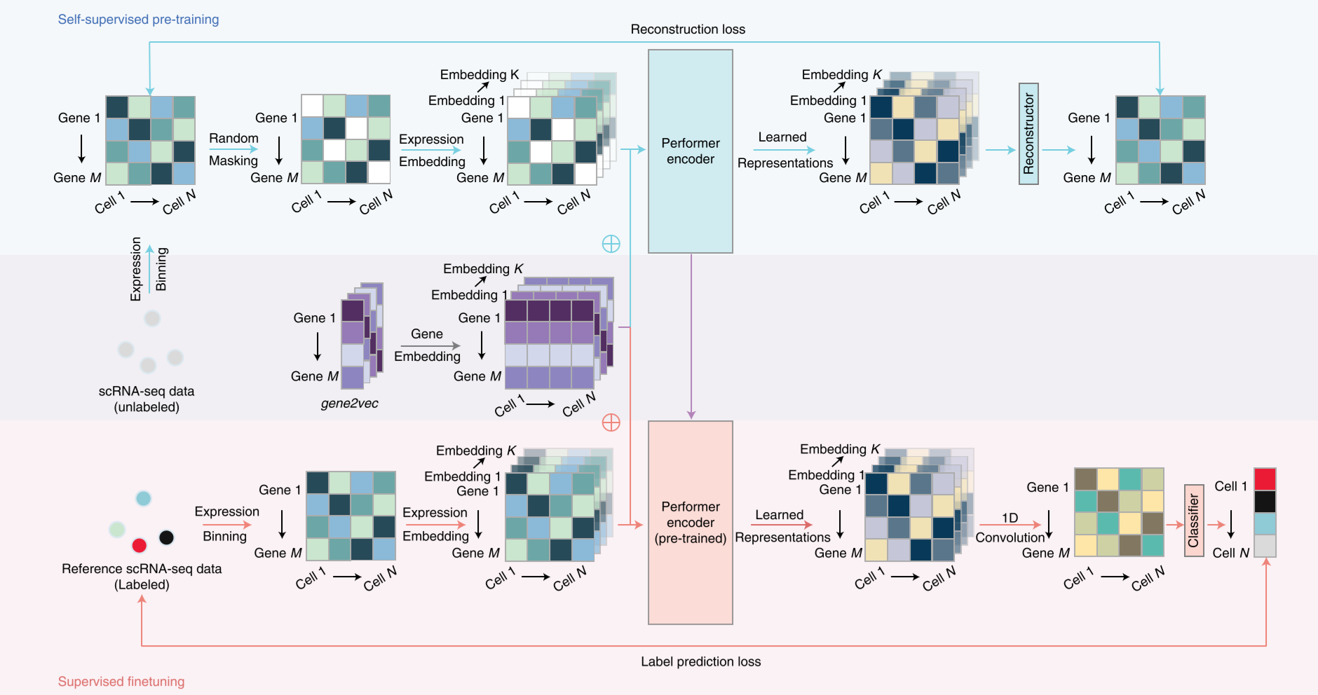 Self-supervised pre-training and unlabeled scRNA-seq data embedding